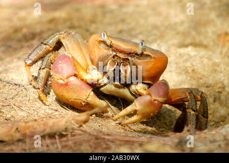 Mangroven-Krabbe Stockfoto