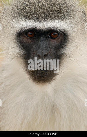 Gruene Meerkatze, Cercopithecus aethiops Stockfoto