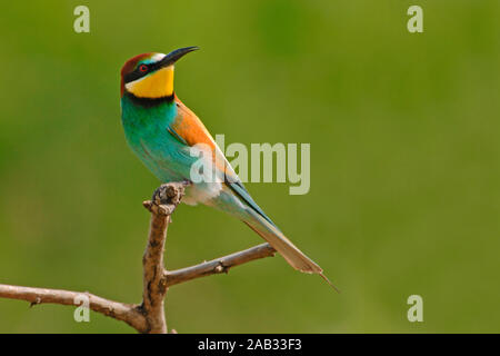 - Bienenfresser Merops apiaster - Europäische Bee Eater Stockfoto