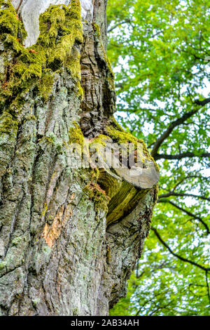 Moosigen Stamm eines mächtigen alten Eiche in einem Sommer Wald. Alte Eichenholz mit Rinde mit Moos und Flechten in einer natürlichen Umgebung abgedeckt Stockfoto