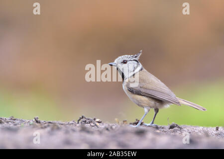 Haubenmeise, Parus cristatus, sitzt, Zweig, seitlich, Biotop, Lenbensraum, Stockfoto