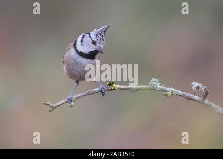 Haubenmeise, Parus cristatus, sitzt, Zweig, seitlich, Biotop, Lenbensraum, Stockfoto