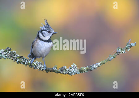 Haubenmeise, Parus cristatus, sitzt, Zweig, seitlich, Biotop, Lenbensraum, Stockfoto