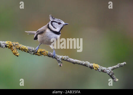 Haubenmeise, Parus cristatus, sitzt, Zweig, seitlich, Biotop, Lenbensraum, Stockfoto