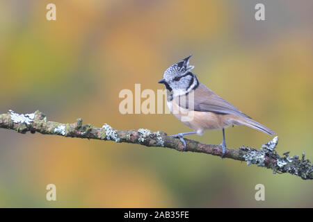 Haubenmeise, Parus cristatus, sitzt, Zweig, seitlich, Biotop, Lenbensraum, Stockfoto