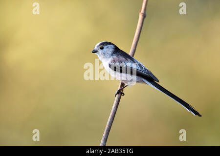 Schwanzmeise (Aegithalos caudatus), Stockfoto