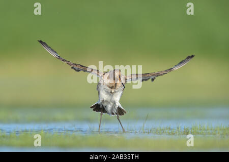 Uferschnepfe (Limosa limosa), Stockfoto