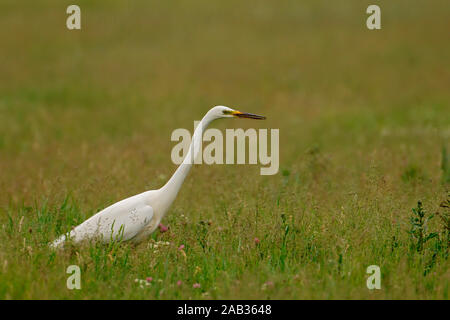 Silberreiher - Casmerodius Albus - Silberreiher Stockfoto