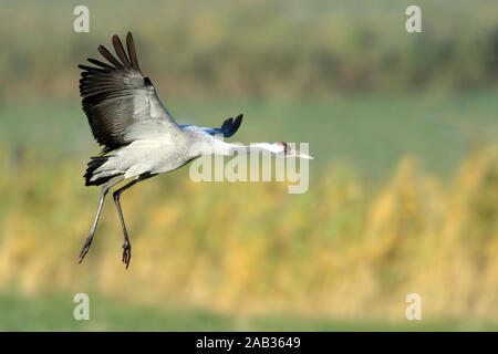 Grauer Kranich (Grus Grus), Stockfoto