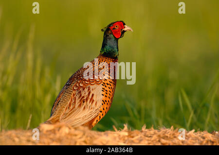 Fasan - Phasianus Colchicus - Fasan - Jagdfasan Stockfoto