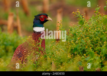 Fasan - Phasianus Colchicus - Fasan - Jagdfasan Stockfoto