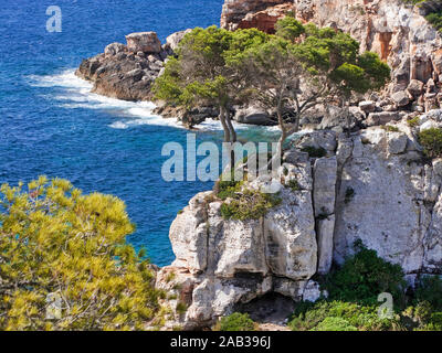 Pine Tree auf einem Felsen an der Cala S'Almonia, Naturpark Cap de Ses Salines, Cala Llombards, Mallorca, Balearen, Spanien Stockfoto