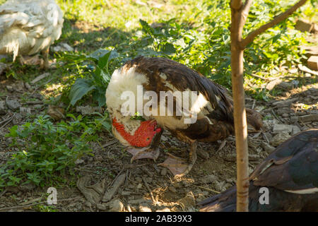 Ente putzt ihre Federn im Hof. Geflügelfarm. Das Leben auf dem Land Stockfoto