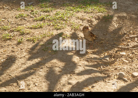 Sperling im Schatten auf dem Boden. Stockfoto