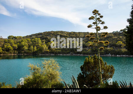 Salzwasser Lakes Nationalpark auf der Insel Mljet, Kroatien. Mittelmeerküste mit viel Grün, eine blühende Agave americana in der Natur Erstellen einer Ser Stockfoto