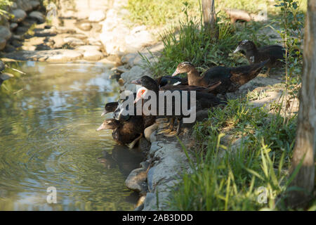 Enten kommen in den Fluss. Schwimmende Enten. Geflügelfarm. Das Leben auf dem Land. Stockfoto