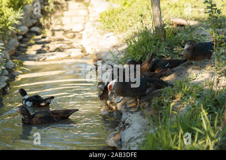 Enten kommen in den Fluss. Schwimmende Enten. Geflügelfarm. Das Leben auf dem Land. Stockfoto