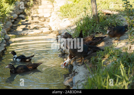 Enten kommen in den Fluss. Schwimmende Enten. Geflügelfarm. Das Leben auf dem Land. Stockfoto