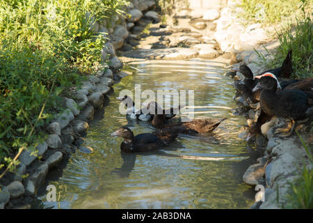 Enten kommen in den Fluss. Schwimmende Enten. Geflügelfarm. Das Leben auf dem Land. Stockfoto