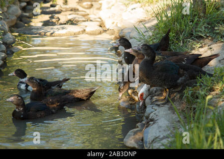 Enten kommen in den Fluss. Schwimmende Enten. Geflügelfarm. Das Leben auf dem Land. Stockfoto