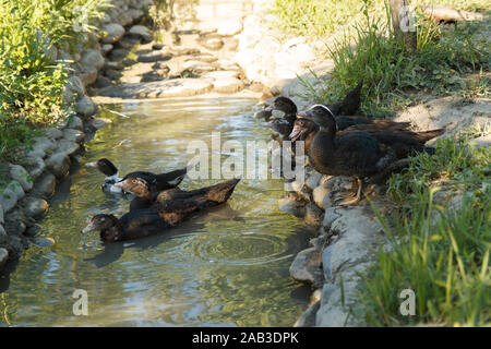 Enten kommen in den Fluss. Schwimmende Enten. Geflügelfarm. Das Leben auf dem Land. Stockfoto