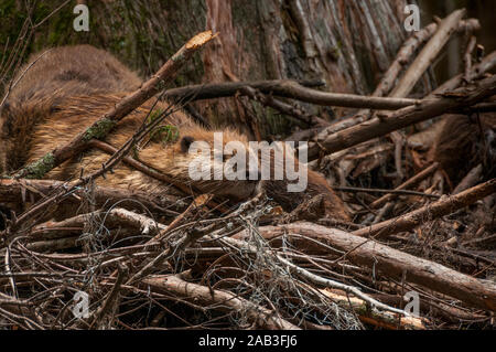 Ein Nordamerikanischer Biber (Castor canadensis) Familie auf ihrer Lodge in Caddo Lake, in der Nähe der Stadt unsicher, Texas, USA. Stockfoto