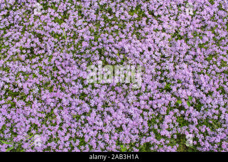 Blühende Butterblumen auf der Wiese im Hintergrund Stockfoto