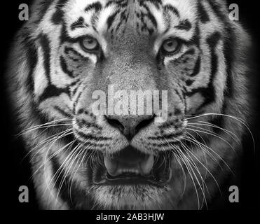 Amur-Tiger (Panthera Tigris Altaica) Stockfoto