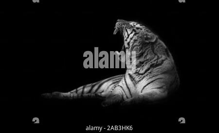 Amur-Tiger (Panthera Tigris Altaica) Stockfoto