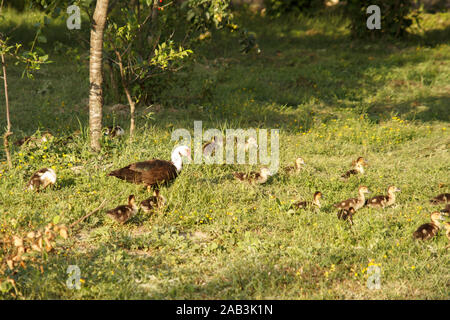 Mutter Ente, die mit ihren Enten auf einer grünen Wiese spaziert. Das Leben auf dem Land. Geflügelfarm Stockfoto