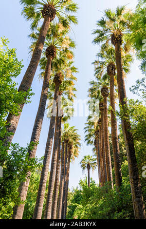 Kalifornische Ventilator Palmen in der National Garten, Athen, Griechenland Stockfoto