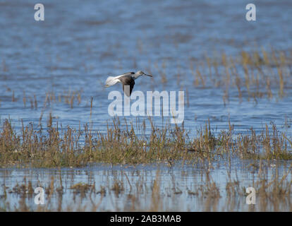 Flussuferläufer, Actitis hypoleucos, im Flug, über Salzwiesen, Morecambe Bay, Großbritannien Stockfoto