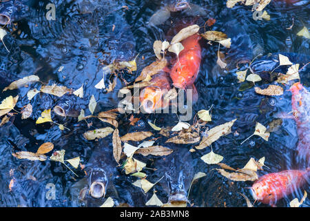 Karpfen in einem Teich ihren Mund aus dem Wasser klemmt; Blätter im Herbst auf der Oberfläche; Tokio, Japan Stockfoto