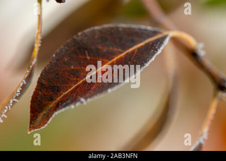 Gefrorener tau Haut mit Herbstlaub, natürliche und farbenfrohe Stockfoto