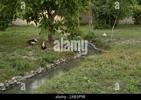 Enten im Garten, die unter einem großen Baum in den Fluss kommen. Landwirtschaft. Das Leben auf dem Land. Stockfoto