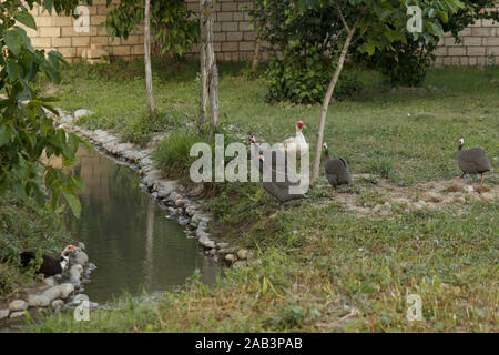 Enten und Pintados am Fluss in der Farm. Ländlicher Lebensstil. Stockfoto