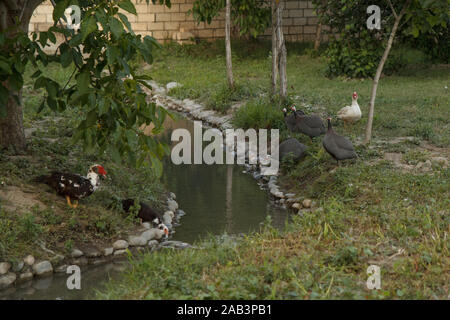 Enten und Pintados am Fluss in der Farm. Ländlicher Lebensstil. Stockfoto