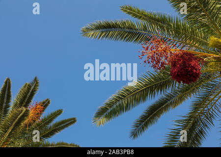 Zwei Palmen mit grünen Blätter und rot gefärbte Termine wächst in Clustern hoch in den blauen Himmel an einem sonnigen Tag in Korcula, Dalmatien, Kroatien. Mediterra Stockfoto