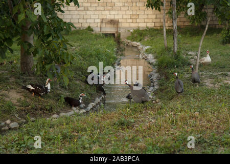 Enten und Pintados am Fluss in der Farm. Ländlicher Lebensstil. Stockfoto