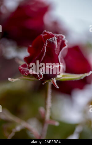 Wunderschöne Rosen, die mehr mit Tau im Herbst Morgen schön werden, Stockfoto