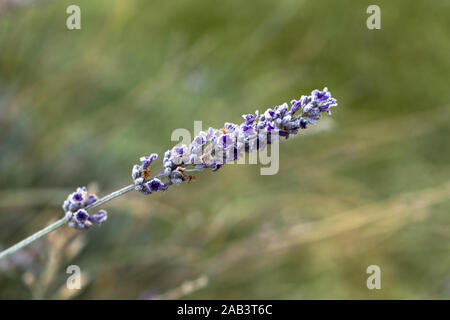 Lavendel Zweig mit gefrorenem Tau Körner, natürliche und farbenfrohe Stockfoto