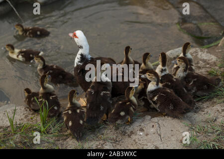 Mutter Ente kommt in den Fluss mit seinen Entchen im grünen Garten. Das Leben auf dem Land. Geflügelzucht. Stockfoto