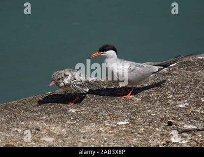 Flussseeschwalbe, Sterna hirundo, Schutz der nassen Küken, Preston, Großbritannien Stockfoto