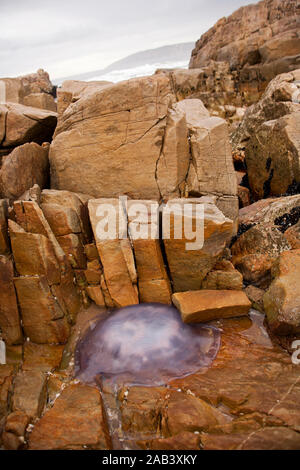 Quallen auf die Felsen am Robberg Beach, Plettenberg Bay, Garden Route, Südafrika gestrandet Stockfoto