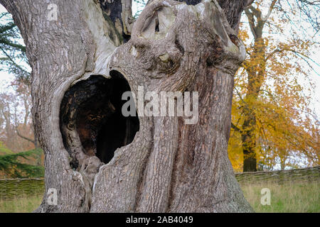 Die Harry Potter Baum an Blenheim Palace in Oxfordshire Stockfoto