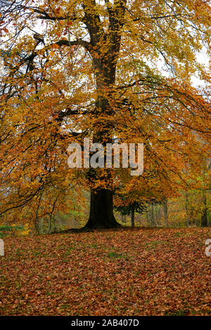 Bäume im Herbst auf dem Gelände von Blenheim Palace in Oxfordshire. Stockfoto