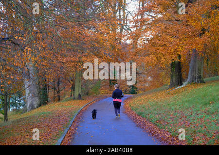 Ein Hund Walker auf dem Gelände von Blenheim Palace im Herbst Stockfoto