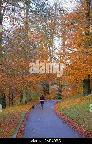 Ein Hund Walker auf dem Gelände von Blenheim Palace im Herbst Stockfoto