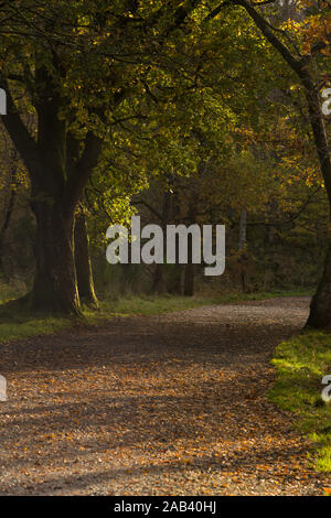 Die Sonnenstrahlen durch die Bäume vor Beleuchtung der Pfad mit goldenen dappled Licht in Balloch Castle & Country Park Schottland brechen Stockfoto