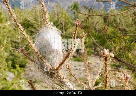 Nest einer Kiefer Processionary Moth (THAUMETOPOEA PITYOCAMPA) Stockfoto